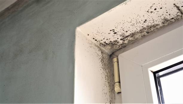 Best Crawl Space Mold Remediation  in Goldsboro, NC
