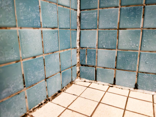 Best Mold Damage Restoration  in Goldsboro, NC